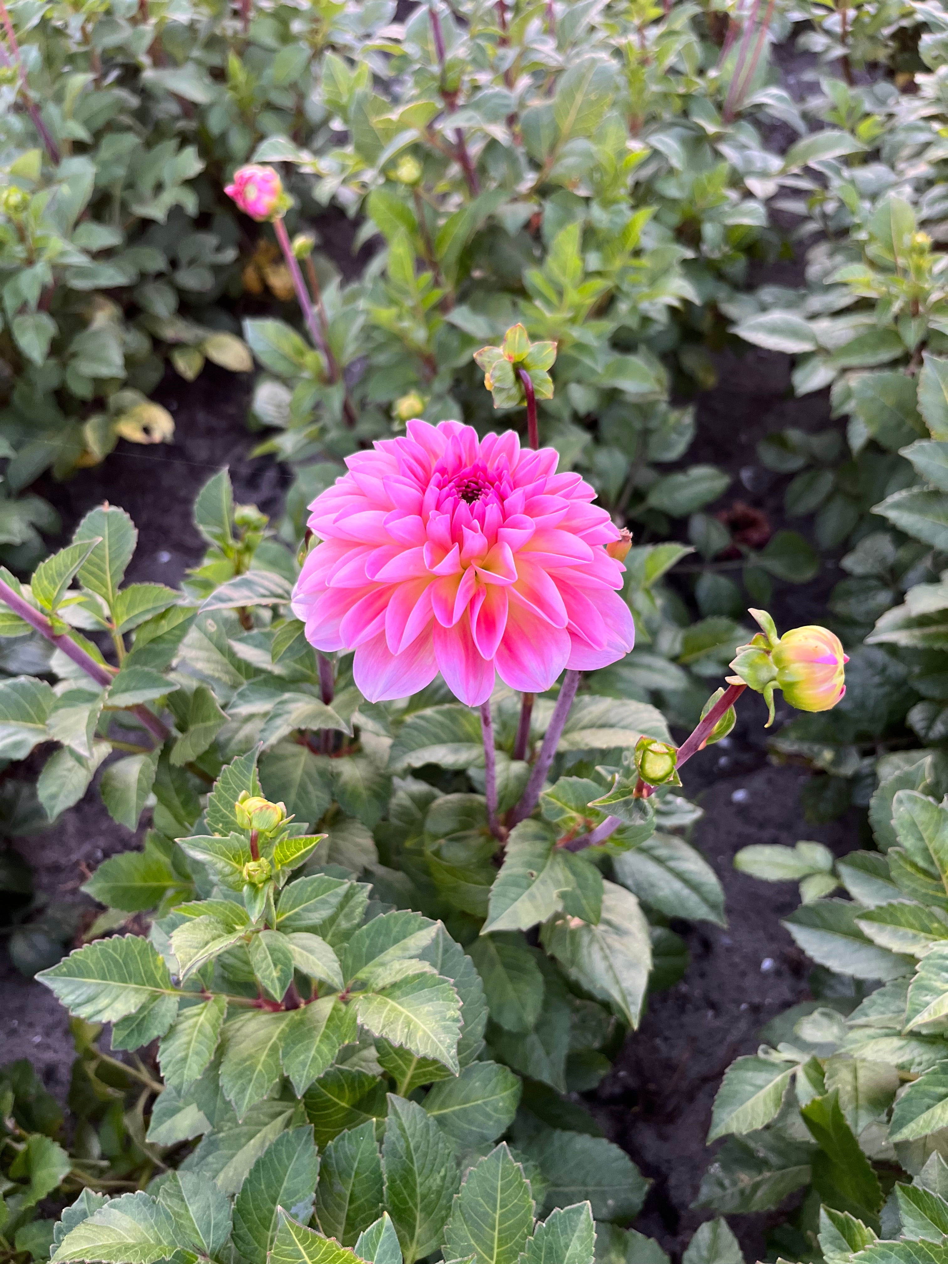 Dahlia 'Esli'