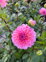 Dahlia 'Esli'