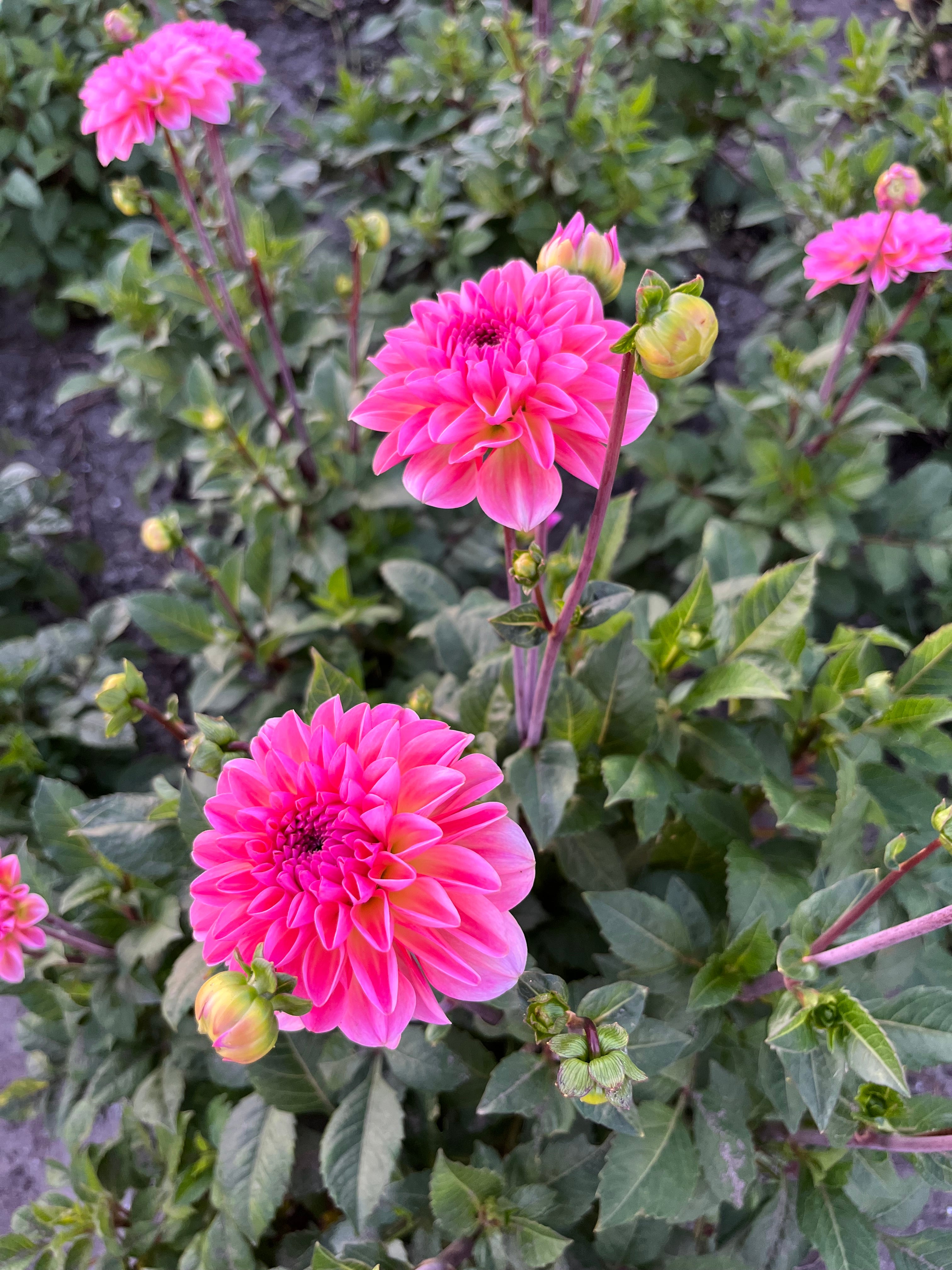 Dahlia 'Esli'