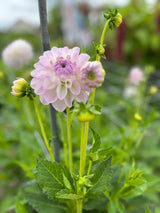 Dahlia 'Eveline'