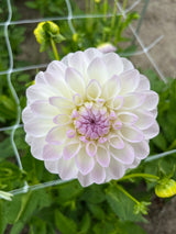 Dahlia 'Eveline'