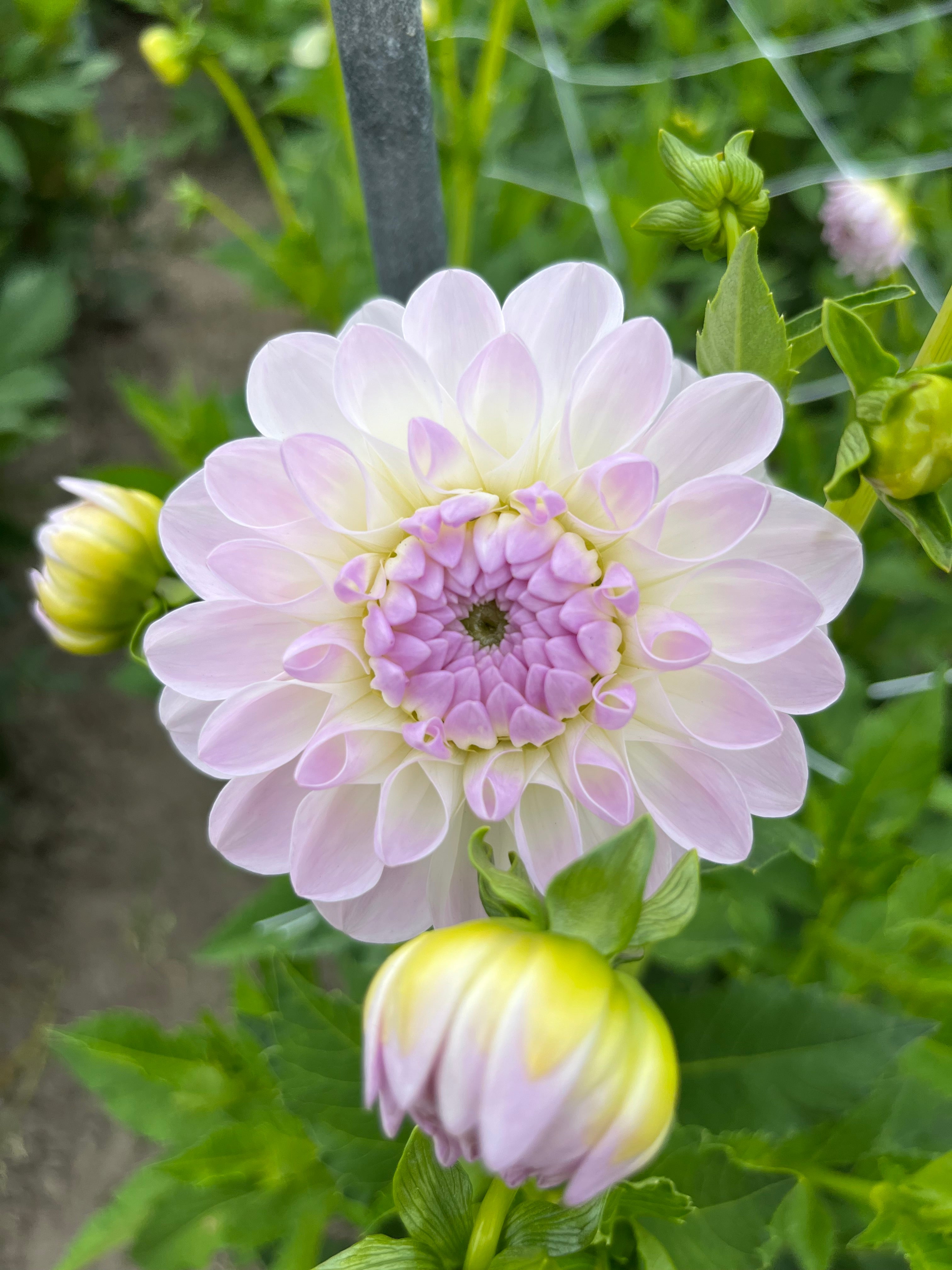 Dahlia 'Eveline'