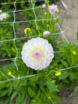 Dahlia 'Eveline'