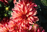 Dahlia 'Gallery Art Deco'