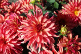 Dahlia 'Gallery Art Deco'