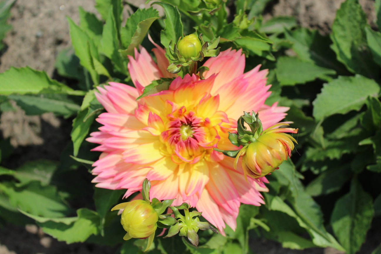 Dahlia 'Gallery Pablo'