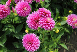 Dahlia 'Gallery Rembrandt'