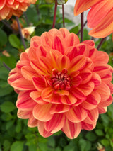 Dahlia 'Graceland'