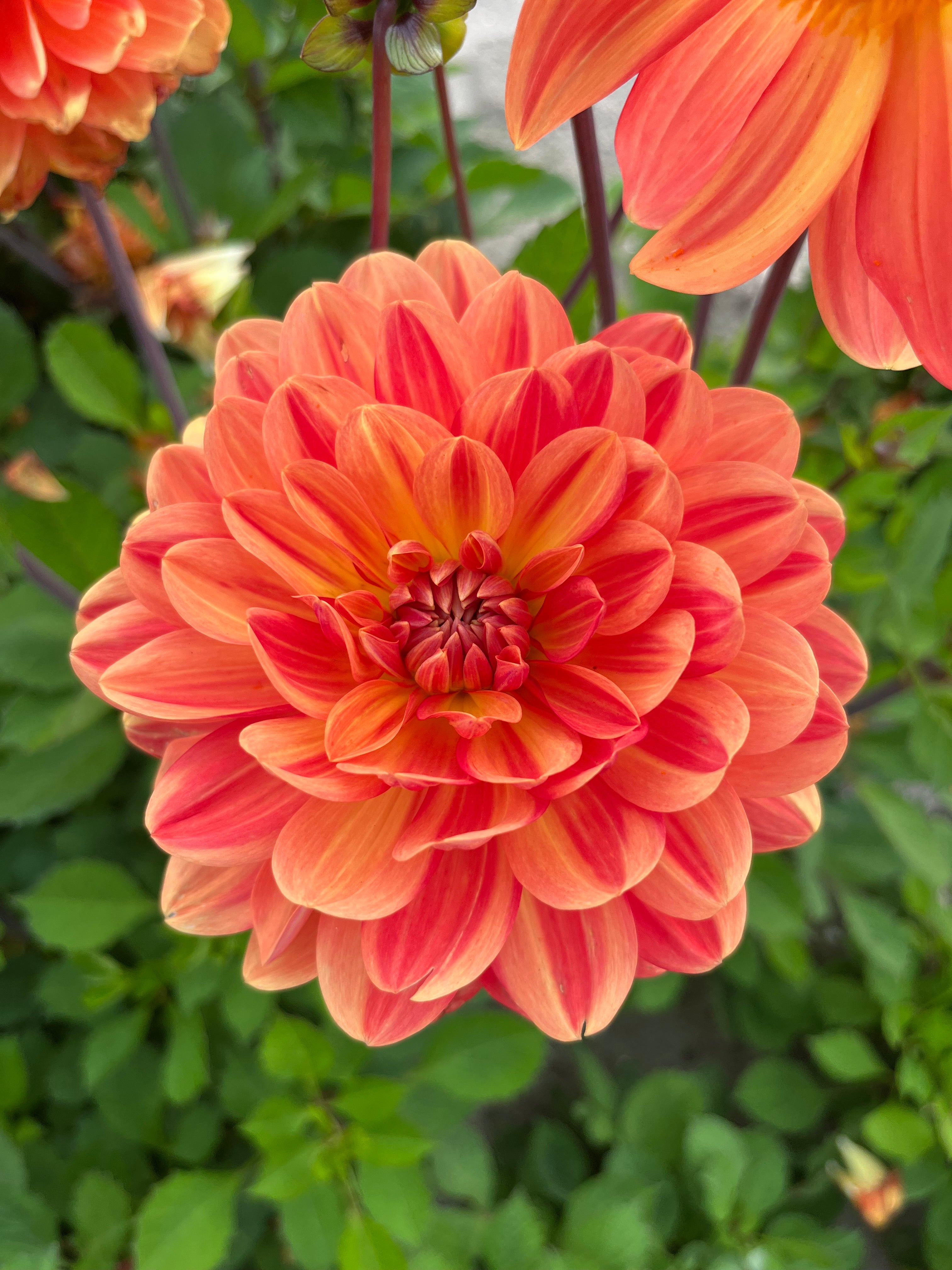 Dahlia 'Graceland'