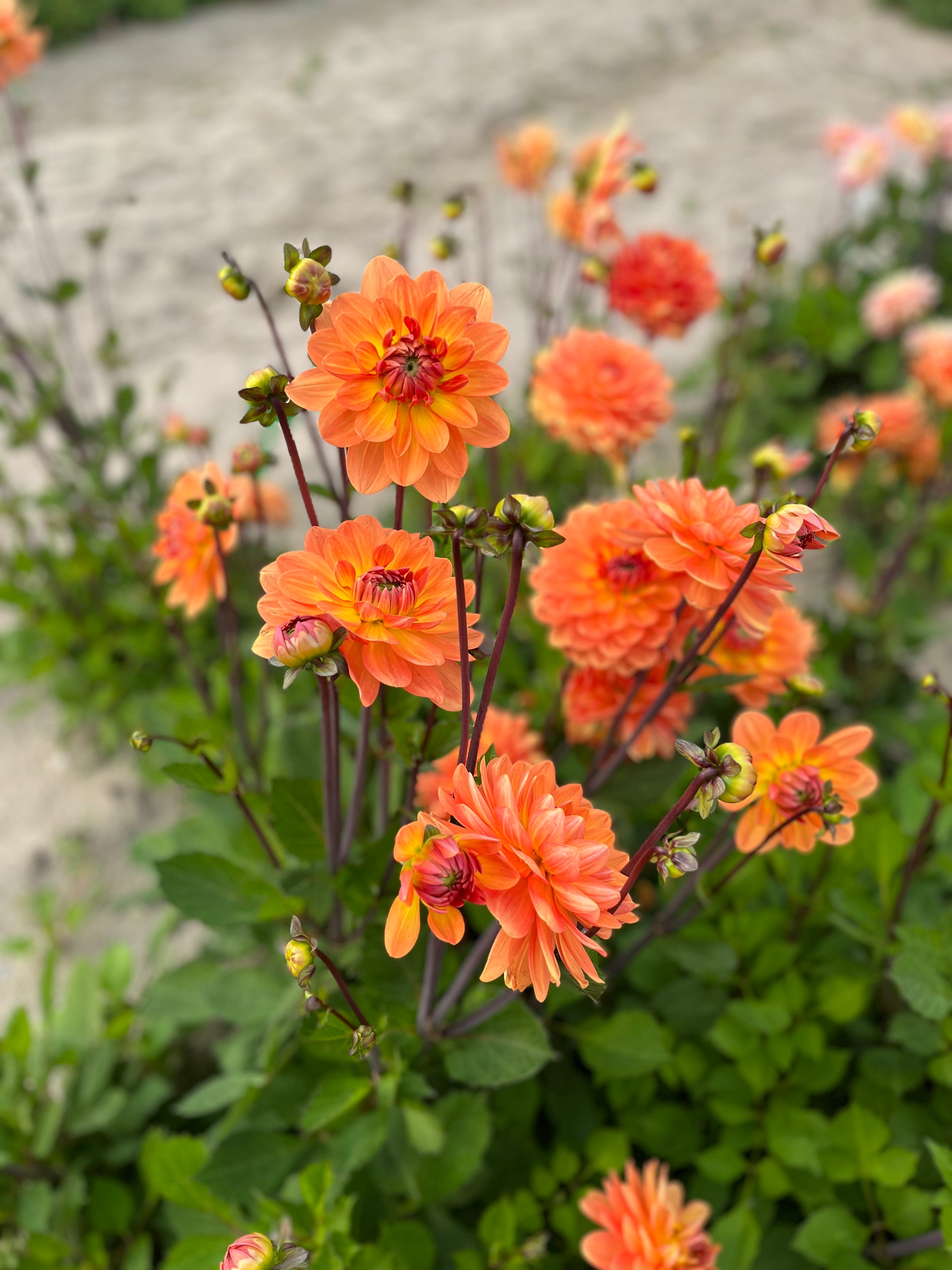 Dahlia 'Graceland'