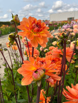 Dahlia 'Graceland'