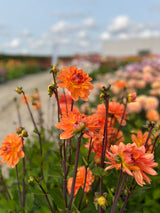 Dahlia 'Graceland'