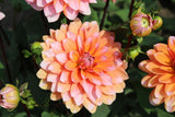 Dahlia 'Great Silence'