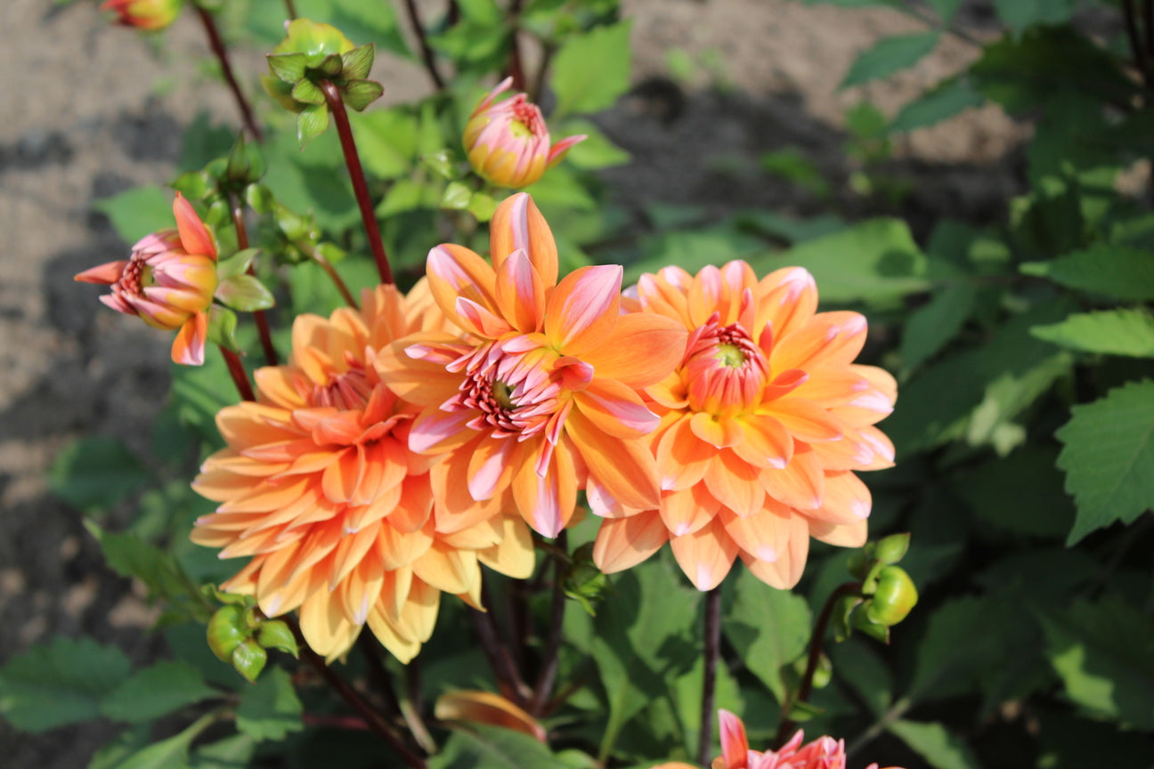 Dahlia 'Great Silence'