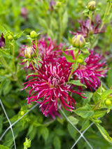 Dahlia 'HollyHill Spiderwoman'