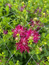 Dahlia 'HollyHill Spiderwoman'