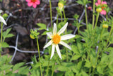 Dahlia 'Honka Creme'