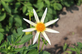 Dahlia 'Honka Creme'