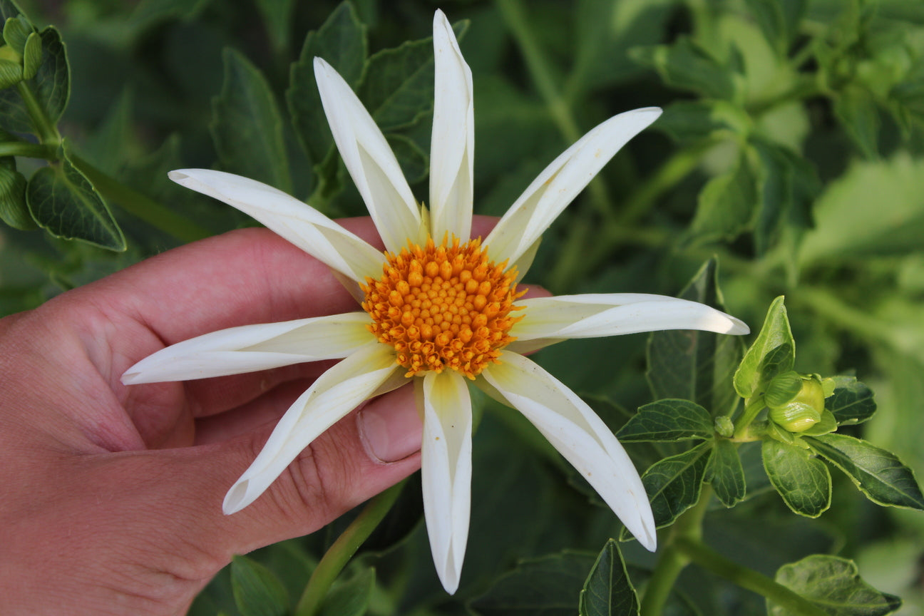 Dahlia 'Honka Creme'