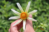 Dahlia 'Honka Creme'