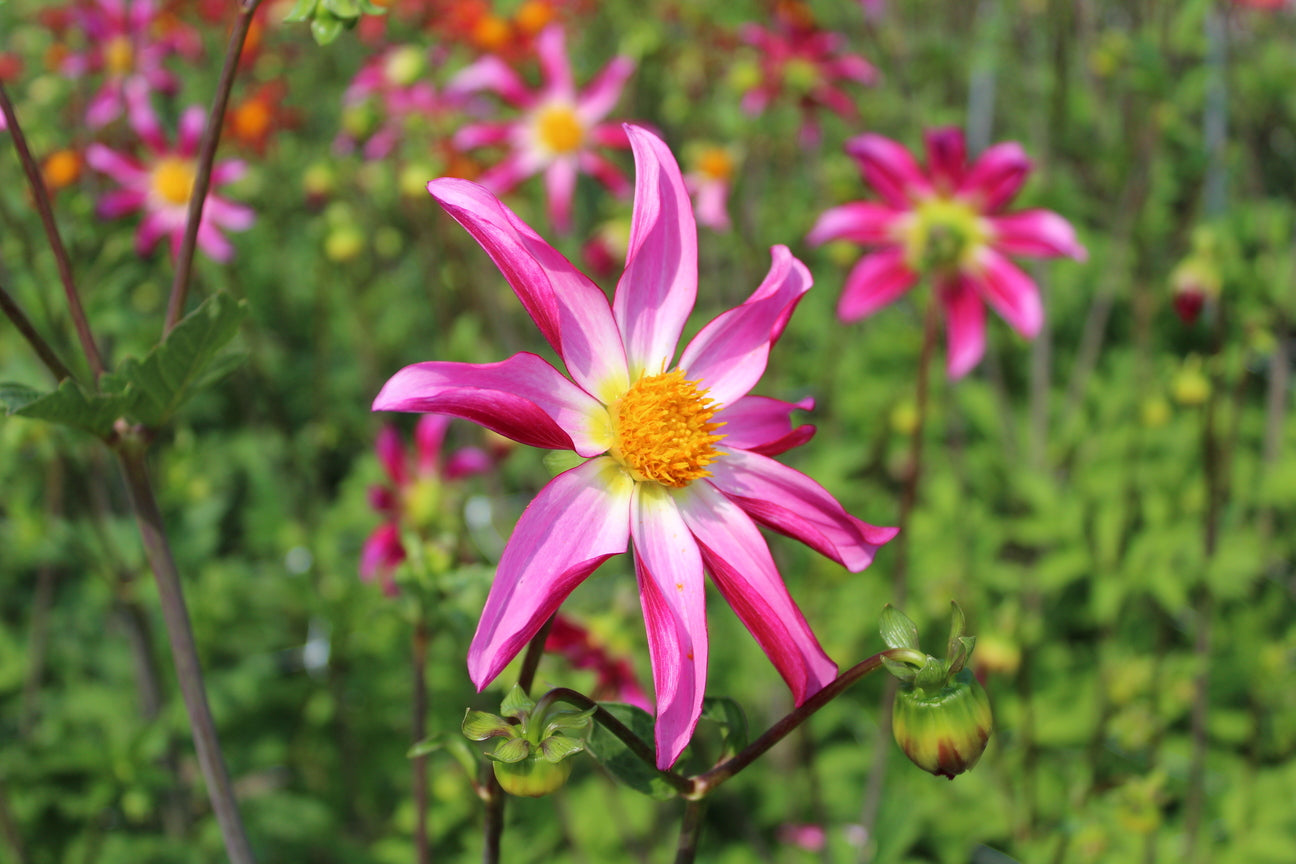 Dahlia 'Honka Roze'