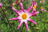 Dahlia 'Honka Roze'