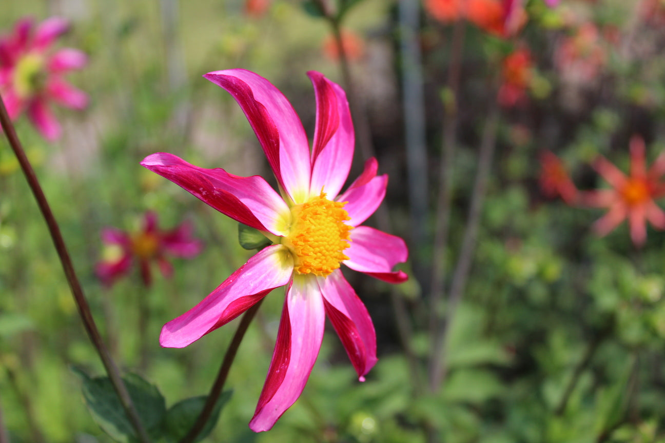 Dahlia 'Honka Roze'