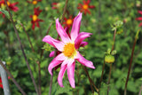 Dahlia 'Honka Roze'