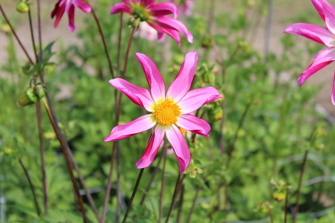 Dahlia 'Honka Roze'