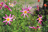 Dahlia 'Honka Roze'