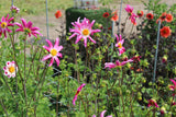 Dahlia 'Honka Roze'