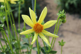 Dahlia 'Honka'