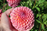 Dahlia 'Jowey Winnie'