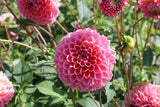 Dahlia 'Jowey Winnie'