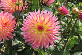 Dahlia 'Karma Sangria'