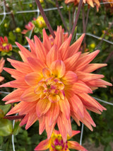 Dahlia 'Karma Corona'