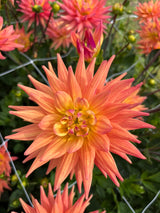 Dahlia 'Karma Corona'