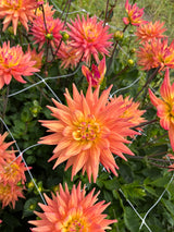 Dahlia 'Karma Corona'