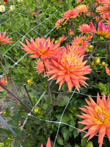 Dahlia 'Karma Corona'