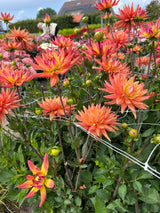 Dahlia 'Karma Corona'