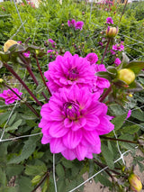 Dahlia 'Karma Lagoon'