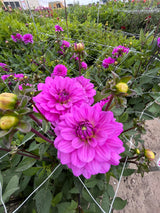 Dahlia 'Karma Lagoon'