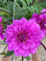 Dahlia 'Karma Lagoon'