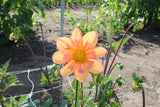 Dahlia 'Kelsey Annie Joy'