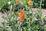 Dahlia 'Kelsey Annie Joy'