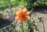 Dahlia 'Kelsey Annie Joy'