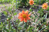 Dahlia 'Kelsey Annie Joy'