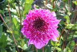 Dahlia 'Le Baron'