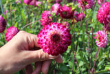 Dahlia 'Little Robert'