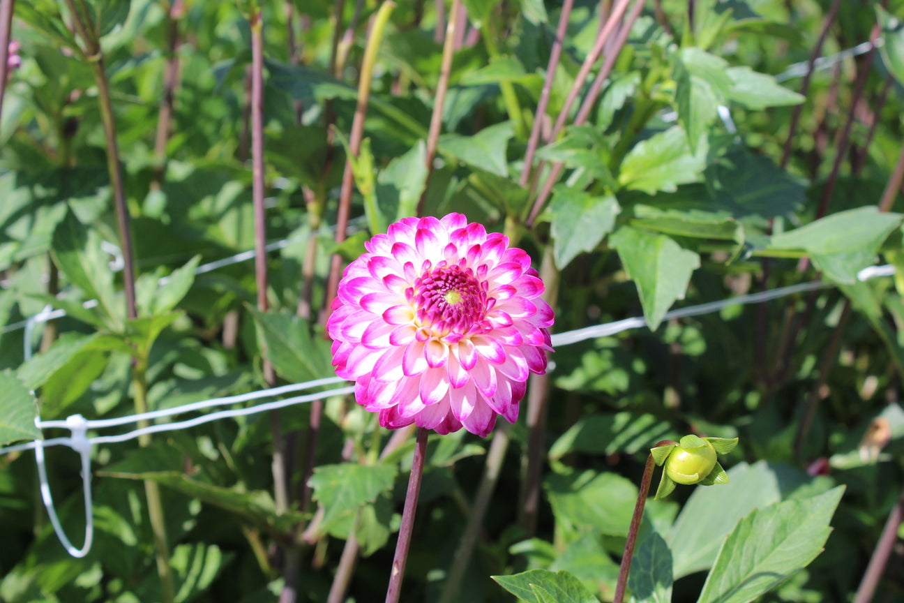 Dahlia 'Little Robert'